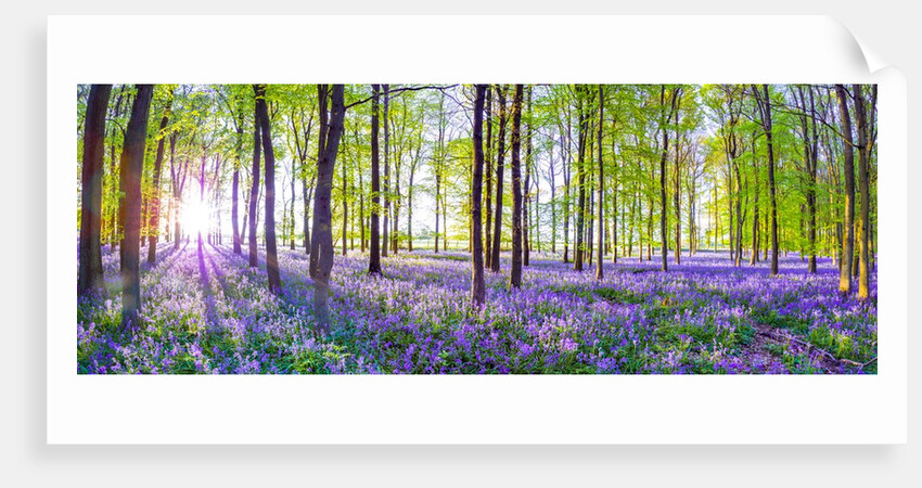 Bluebells by Assaf Frank